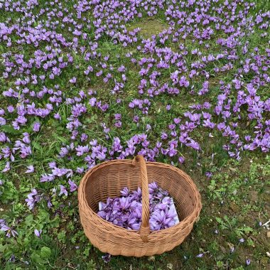 Guillaume Barth - The saffron farm of Brunstatt